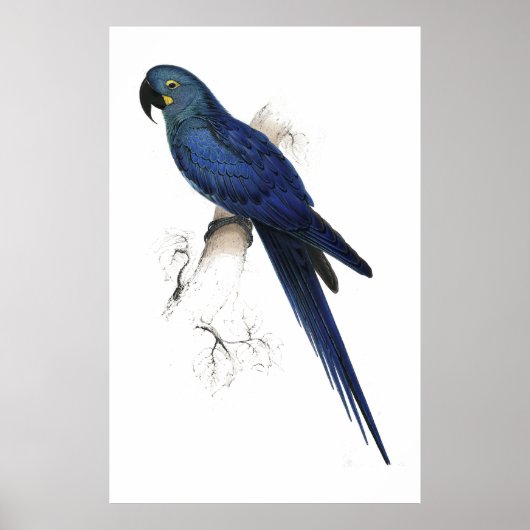 Hyacinthine Maccaw door Edward Lear Poster (Voorkant)
