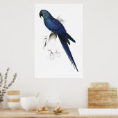 Hyacinthine Maccaw door Edward Lear Poster (Keuken)
