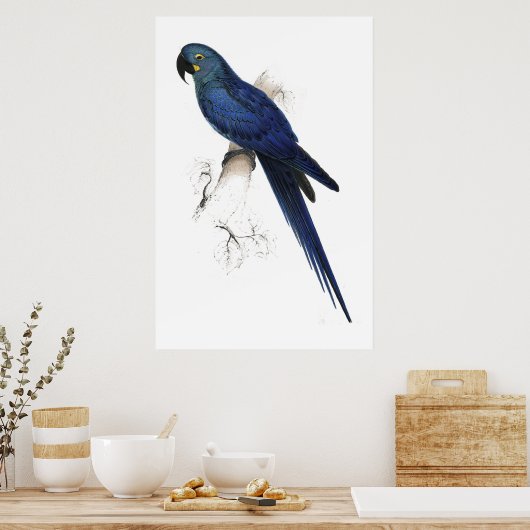 Hyacinthine Maccaw door Edward Lear Poster (Keuken)