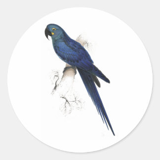 Hyacinthine Maccaw door Edward Lear Ronde Sticker
