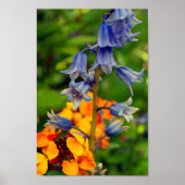 Hyacinthoides Bluebell Spring Flowers Poster (Voorkant)