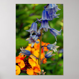 Hyacinthoides Bluebell Spring Flowers Poster