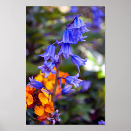 Hyacinthoides Bluebell Spring Flowers Poster