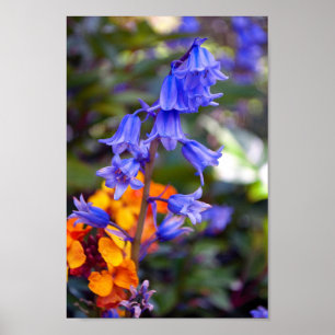 Hyacinthoides Bluebell Spring Flowers Poster