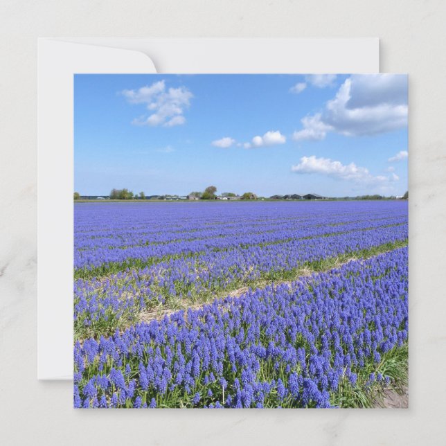 Hyacinths (Voorkant)