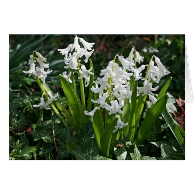 Hyacinths Blank Card (Voorkant Horizontaal)