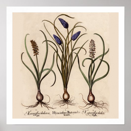 Hyacinths Botanische Afdruk Poster (Voorkant)