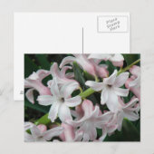 Hyacinths Briefkaart (Voorkant / Achterkant)