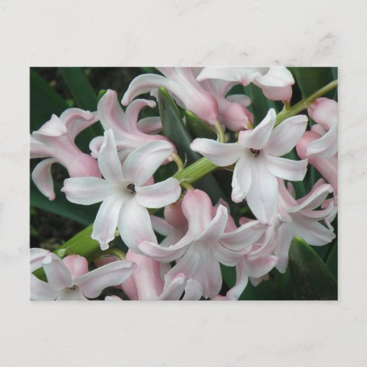 Hyacinths Briefkaart (Voorkant)