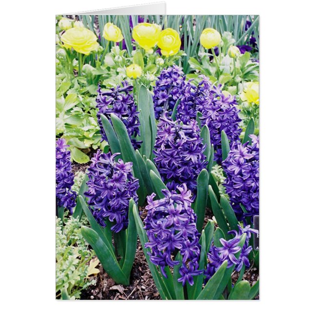 Hyacinths en Afrikaanse Tulpen (Voorkant)