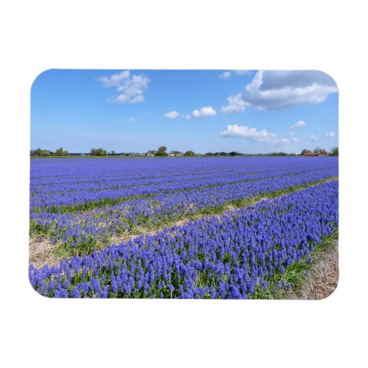Hyacinths Magneet (Horizontaal)