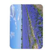 Hyacinths Magneet (Verticaal)