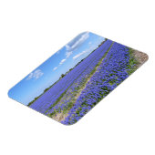 Hyacinths Magneet (Linkerzijde)