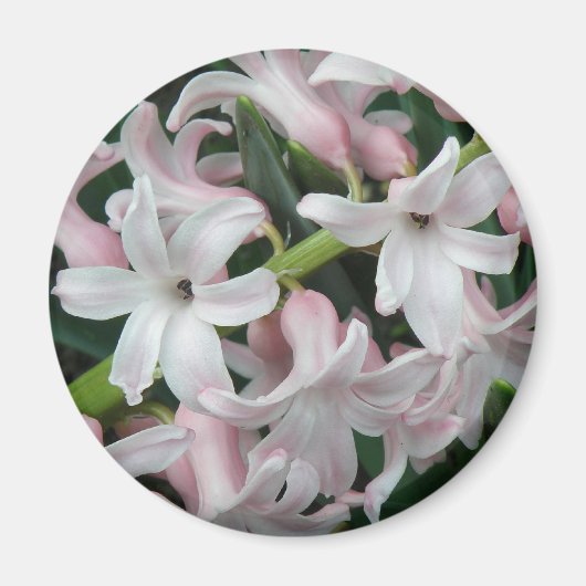 Hyacinths Magnet (Voorkant)