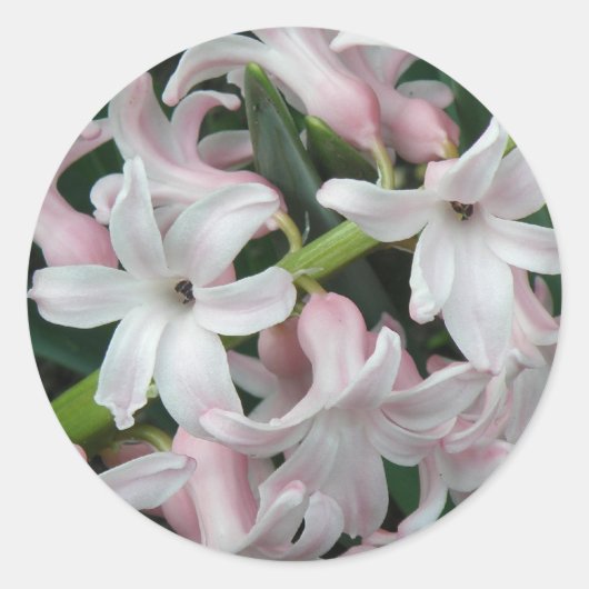 Hyacinths Sticker (Voorkant)