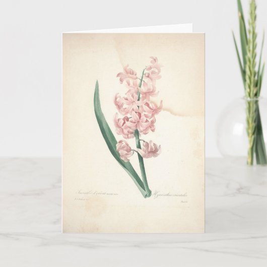 Hyacinthus Orientalis door Redoute Sympathy Kaart (Voorkant)