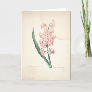 Hyacinthus Orientalis door Redoute Sympathy Kaart