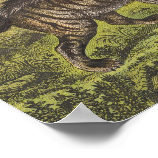 Hyaena, Wolf en Dogs Poster (Hoek)