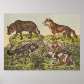 Hyaena, Wolf en Dogs Poster (Voorkant)