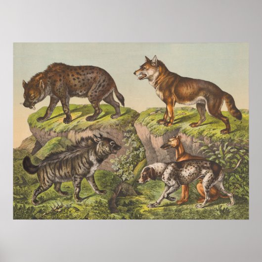 Hyaena, Wolf en Dogs Poster (Voorkant)