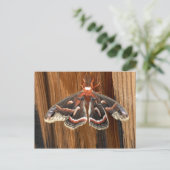 Hyalophora cecropia moth briefkaart (Staand voorkant)