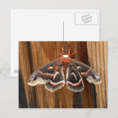 Hyalophora cecropia moth briefkaart (Voorkant / Achterkant)