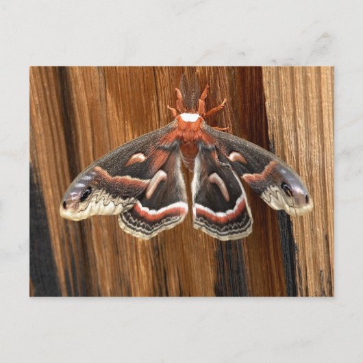 Hyalophora cecropia moth briefkaart (Voorkant)