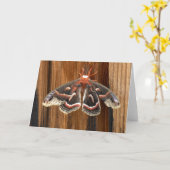 Hyalophora cecropia moth kaart (Gele Bloem)