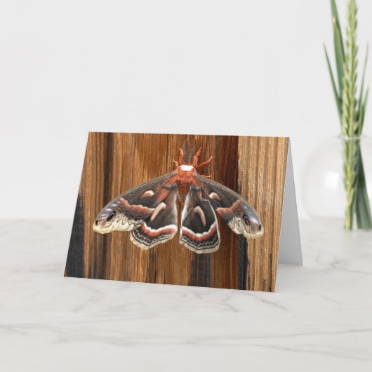 Hyalophora cecropia moth kaart (Voorkant)