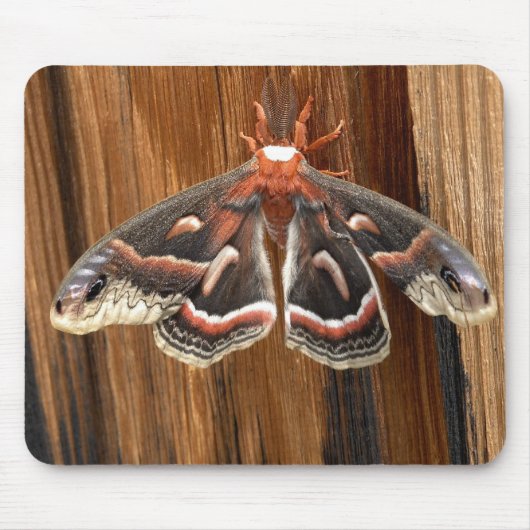 Hyalophora cecropia moth muismat (Voorkant)