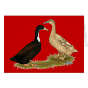 Hybrid Laying Duck