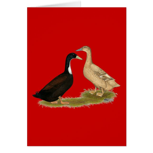 Hybrid Laying Duck (Voorkant)