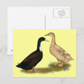 Hybrid Laying Duck Briefkaart (Voorkant / Achterkant)