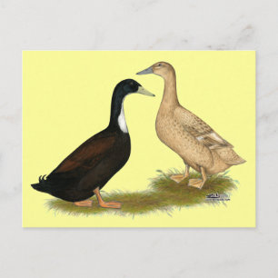 Hybrid Laying Duck Briefkaart