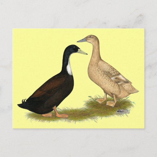 Hybrid Laying Duck Briefkaart (Voorkant)