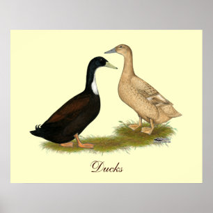 Hybrid Laying Duck Poster