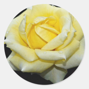 Hybrid Tea Roos "Helmut Schmidt" Witte bloemen Ronde Sticker