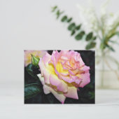 Hybrid Tea Roos "Peace" White flower bloemen Briefkaart (Staand voorkant)