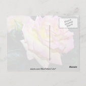 Hybrid Tea Roos "Peace" White flower bloemen Briefkaart (Achterkant)