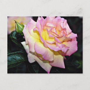 Hybrid Tea Roos "Peace" White flower bloemen Briefkaart