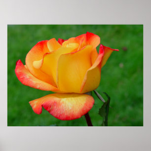 Hybrid Tea Roos Rio Samba Poster