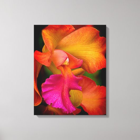Hybride Cattleya Orchidee Canvas Print (Voorkant)