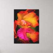 Hybride Cattleya Orchidee Canvas Print (Voorkant)