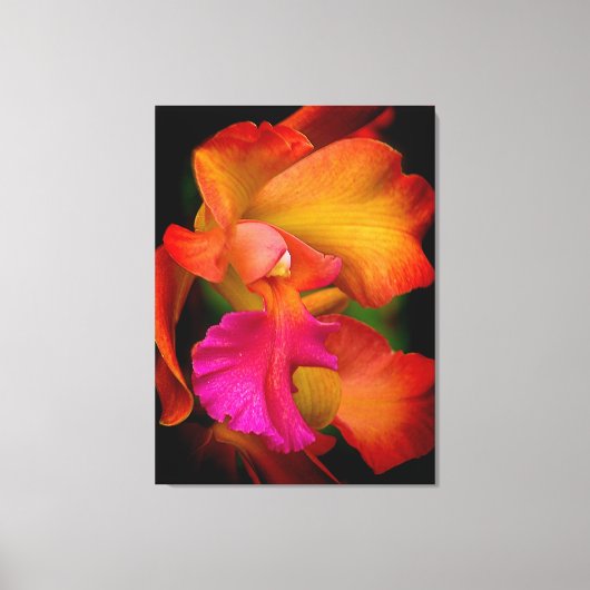 Hybride Cattleya Orchidee Canvas Print (Voorkant)