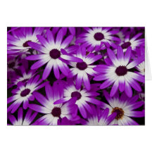 Hybride Cineraria-kaart