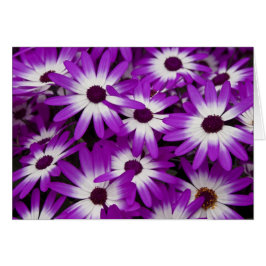 Hybride Cineraria-kaart