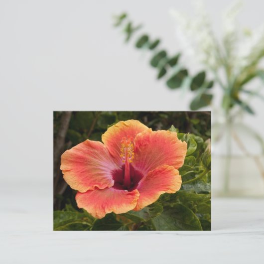 Hybride Hibiscus Briefkaart (Staand voorkant)