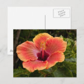 Hybride Hibiscus Briefkaart (Voorkant / Achterkant)