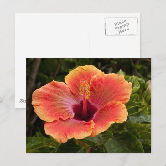 Hybride Hibiscus Briefkaart (Voorkant / Achterkant)