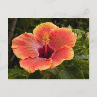Hybride Hibiscus Briefkaart